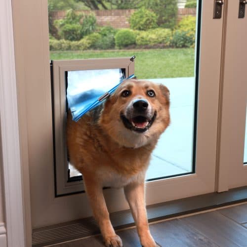 Happy dog stepping indoors through a pet door built into a white sliding glass patio door